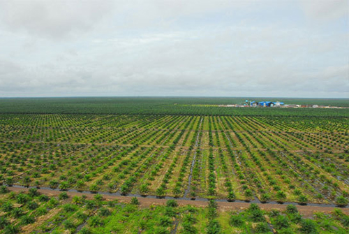 Palm Tree Production