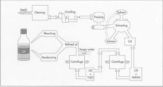 Soybean Oil Processing Introduction