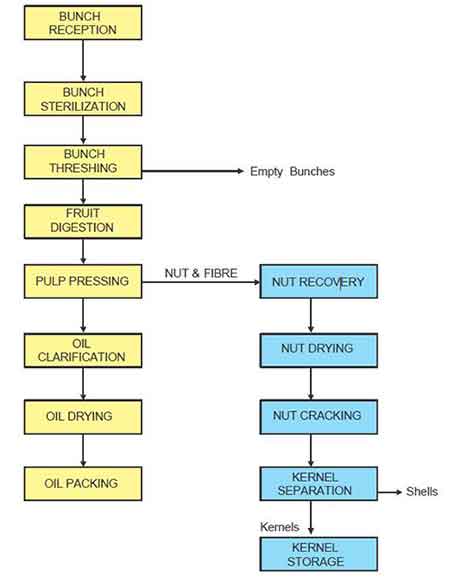 General-Palm-Oil-Processing-Description-1