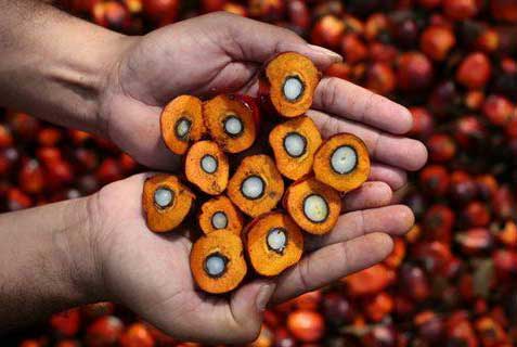 Palm-Oil-1