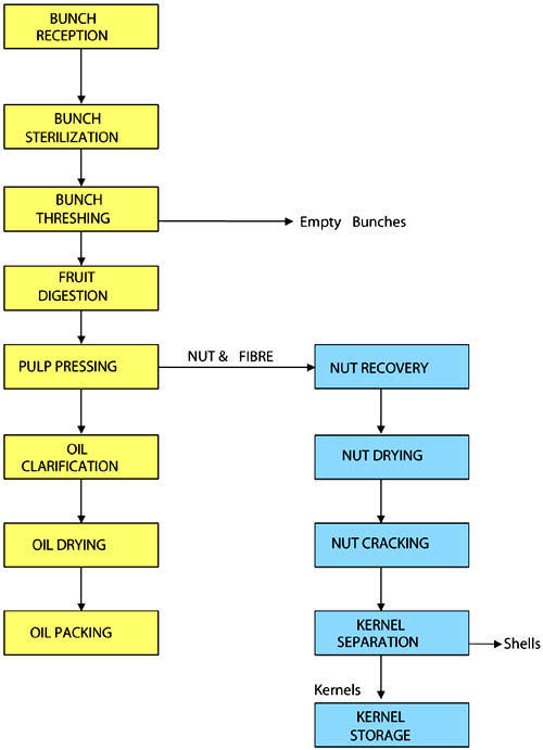 PALM OIL PROCESSING