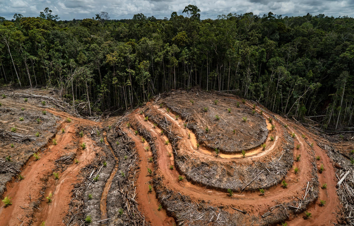 PT Megakarya Jaya Raya (PT MJR) Palm Oil Concession in Papua