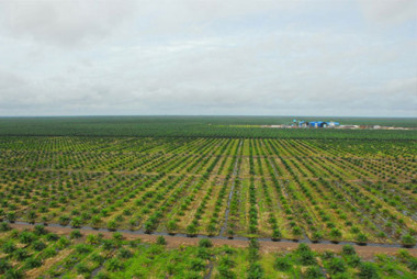 Palm Tree Production